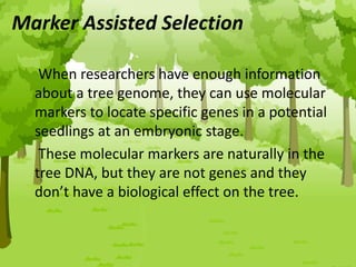 Marker Assisted Selection
When researchers have enough information
about a tree genome, they can use molecular
markers to locate specific genes in a potential
seedlings at an embryonic stage.
These molecular markers are naturally in the
tree DNA, but they are not genes and they
don’t have a biological effect on the tree.
 