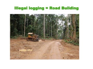 Illegal logging = Road Building
 