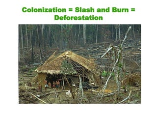 Colonization = Slash and Burn =
Deforestation
 