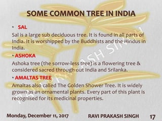 Monday, December 11, 2017 RAVI PRAKASH SINGH 17
SOME COMMON TREE IN INDIA
• SAL
Sal is a large sub deciduous tree. It is found in all parts of
India. It is worshipped by the Buddhists and the Hindus in
India.
• ASHOKA
Ashoka tree (the sorrow-less tree) is a flowering tree &
considered sacred through out India and Srilanka.
• AMALTAS TREE
Amaltas also called The Golden Shower Tree. It is widely
grown as an ornamental plants. Every part of this plant is
recognised for its medicinal properties.
 