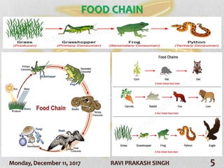 Monday, December 11, 2017 RAVI PRAKASH SINGH 5
FOOD CHAIN
 