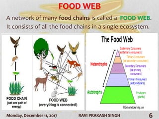 Monday, December 11, 2017 RAVI PRAKASH SINGH 6
FOOD WEB
A network of many food chains is called a FOOD WEB.
It consists of all the food chains in a single ecosystem.
 