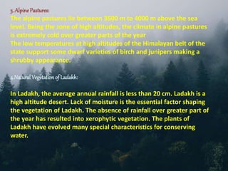 3. Alpine Pastures:
The alpine pastures lie between 3600 m to 4000 m above the sea
level. Being the zone of high altitudes, the climate in alpine pastures
is extremely cold over greater parts of the year
The low temperatures at high altitudes of the Himalayan belt of the
state support some dwarf varieties of birch and junipers making a
shrubby appearance.
4.NaturalVegetationof Ladakh:
In Ladakh, the average annual rainfall is less than 20 cm. Ladakh is a
high altitude desert. Lack of moisture is the essential factor shaping
the vegetation of Ladakh. The absence of rainfall over greater part of
the year has resulted into xerophytic vegetation. The plants of
Ladakh have evolved many special characteristics for conserving
water.
 