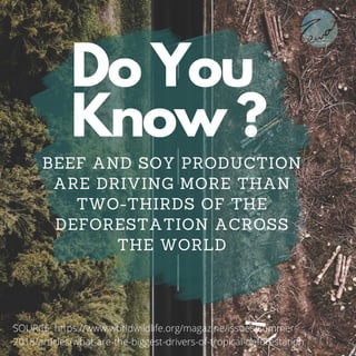 Do You
Know ?
BEEF AND SOY PRODUCTION
ARE DRIVING MORE THAN
TWO-THIRDS OF THE
DEFORESTATION ACROSS
THE WORLD
SOURCE: https://www.worldwildlife.org/magazine/issues/summer-
2018/articles/what-are-the-biggest-drivers-of-tropical-deforestation
 