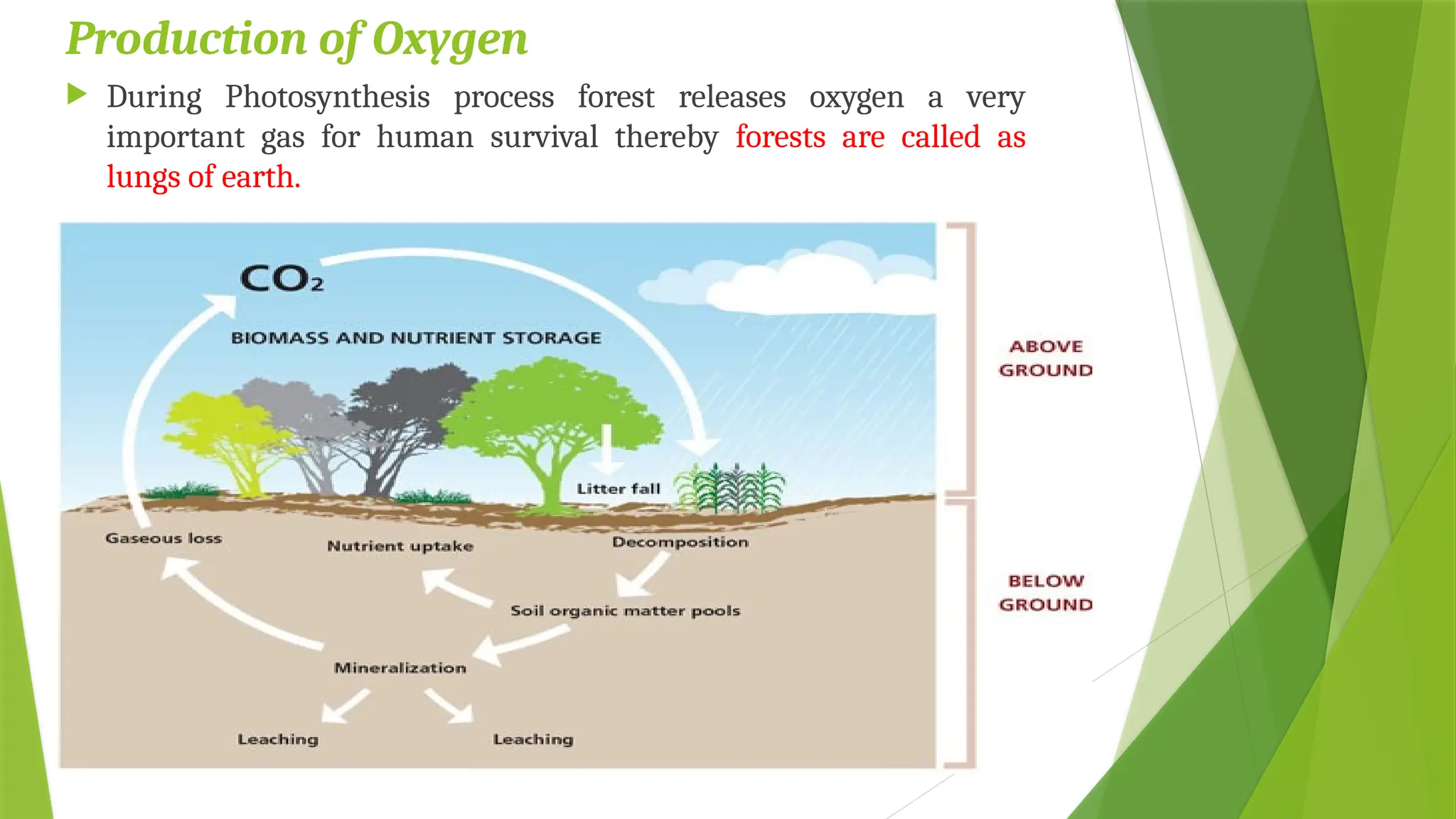 Production of Oxygen
 During Photosynthesis process forest releases oxygen a very
important gas for human survival thereby forests are called as
lungs of earth.
 
