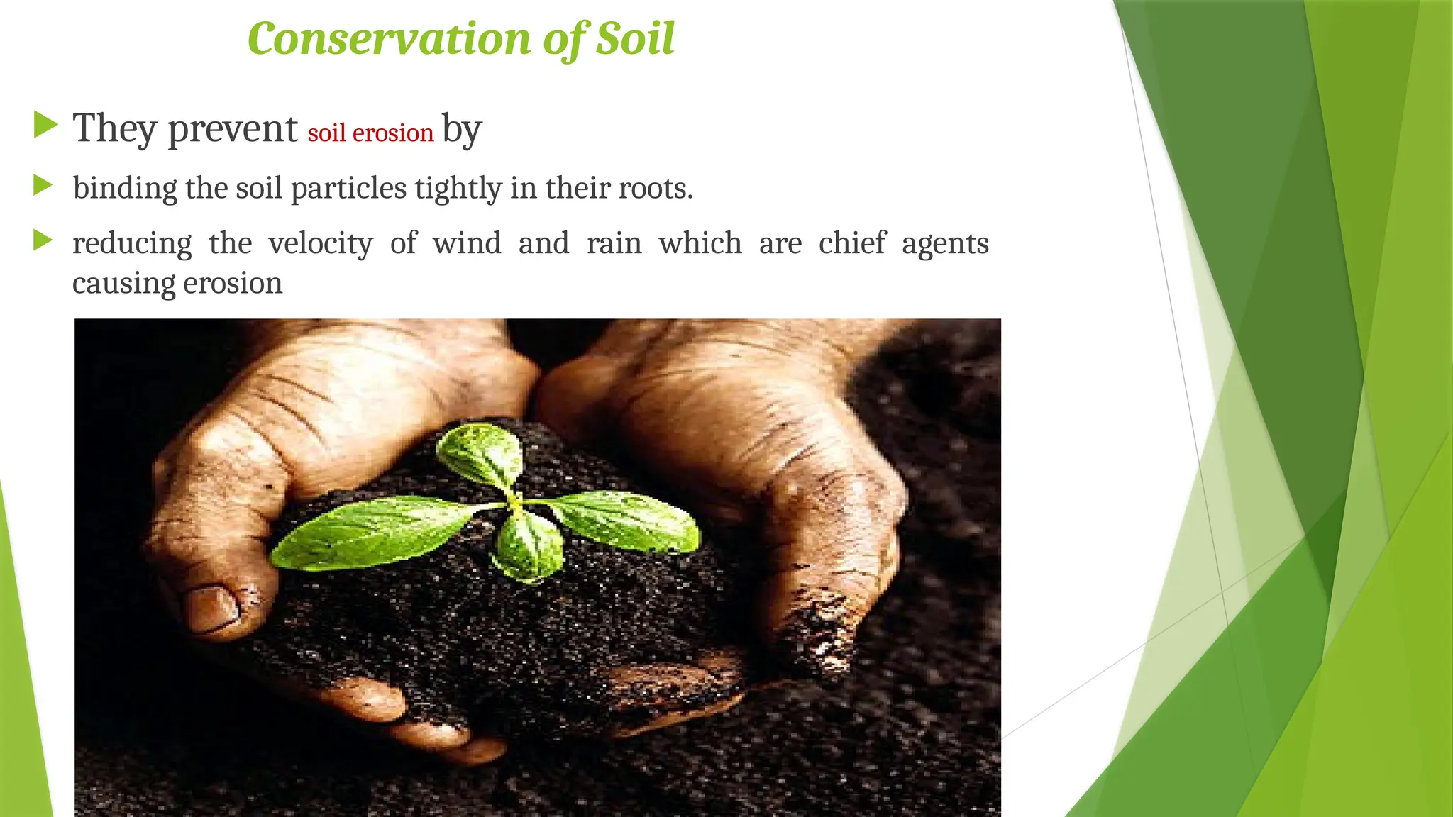 Conservation of Soil
 They prevent soil erosion by
 binding the soil particles tightly in their roots.
 reducing the velocity of wind and rain which are chief agents
causing erosion
 
