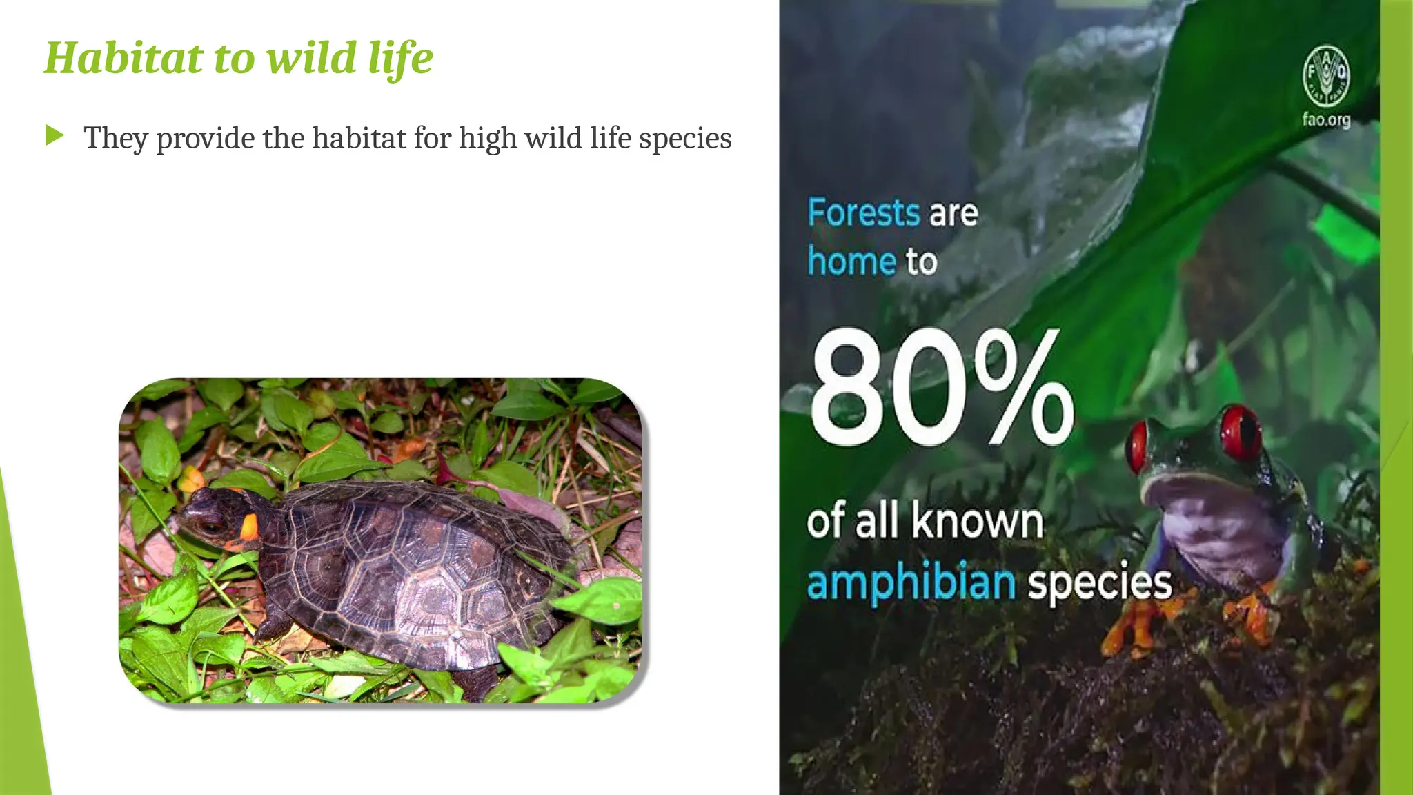 Habitat to wild life
 They provide the habitat for high wild life species
 