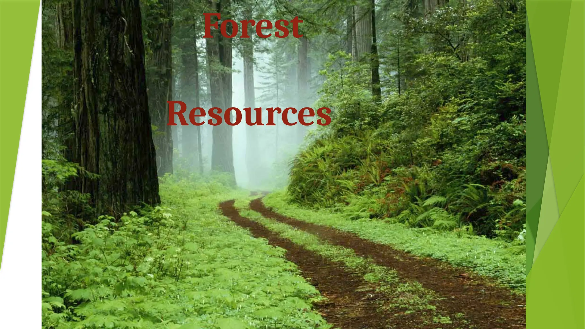 Forest
Resources
 