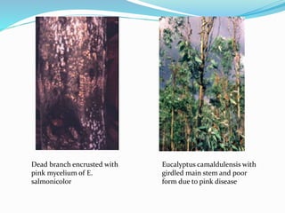 Dead branch encrusted with
pink mycelium of E.
salmonicolor
Eucalyptus camaldulensis with
girdled main stem and poor
form due to pink disease
 