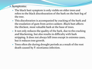  Symptoms:
 The black butt symptom is only visible on older trees and
refers to the black discolouration of the bark on the butt log of
the tree.
 This discoloration is accompanied by cracking of the bark and
the exudation of gum from active cankers .Black butt affects
the thickest, most valuable bark at the base of trees.
 It not only reduces the quality of the bark, due to the cracking
and blackening, but also results in difficulty with bark
stripping. It does not always kill trees except in extreme cases,
but it reduces tree growth.
 Trees often die during drought periods as a result of the root
death caused by P. nicotianea infection.
 