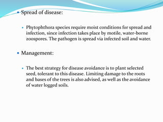  Spread of disease:
 Phytophthora species require moist conditions for spread and
infection, since infection takes place by motile, water-borne
zoospores. The pathogen is spread via infected soil and water.
 Management:
 The best strategy for disease avoidance is to plant selected
seed, tolerant to this disease. Limiting damage to the roots
and bases of the trees is also advised, as well as the avoidance
of water logged soils.
 