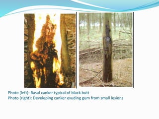 Photo (left): Basal canker typical of black butt
Photo (right): Developing canker exuding gum from small lesions
 