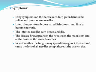 Symptoms:
 Early symptoms on the needles are deep green bands and
yellow and tan spots on needles.
 Later, the spots turn brown to reddish-brown, and finally
become necrotic.
 The infected needles turn brown and die.
 The disease first appears on the needles on the main stem and
at the bases of the lower branches.
 In wet weather the fungus may spread throughout the tree and
cause the loss of all needles except those at the branch tips.
 