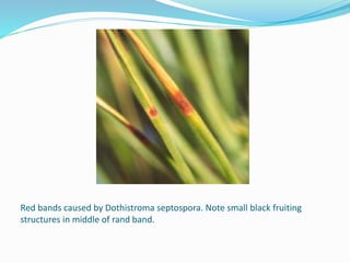 Red bands caused by Dothistroma septospora. Note small black fruiting
structures in middle of rand band.
 