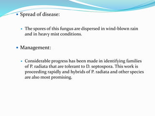  Spread of disease:
 The spores of this fungus are dispersed in wind-blown rain
and in heavy mist conditions.
 Management:
 Considerable progress has been made in identifying families
of P. radiata that are tolerant to D. septospora. This work is
proceeding rapidly and hybrids of P. radiata and other species
are also most promising.
 