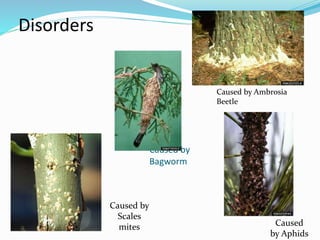 Caused by
Bagworm
Caused by
Scales
mites
Caused by Ambrosia
Beetle
Caused
by Aphids
Disorders
 