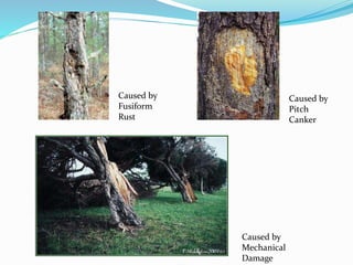 Caused by
Fusiform
Rust
Caused by
Pitch
Canker
Caused by
Mechanical
Damage
 
