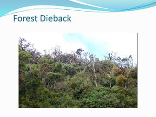 Forest Dieback
 