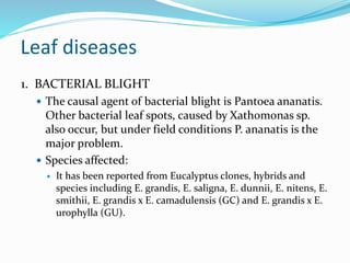 Leaf diseases
1. BACTERIAL BLIGHT
 The causal agent of bacterial blight is Pantoea ananatis.
Other bacterial leaf spots, caused by Xathomonas sp.
also occur, but under field conditions P. ananatis is the
major problem.
 Species affected:
 It has been reported from Eucalyptus clones, hybrids and
species including E. grandis, E. saligna, E. dunnii, E. nitens, E.
smithii, E. grandis x E. camadulensis (GC) and E. grandis x E.
urophylla (GU).
 