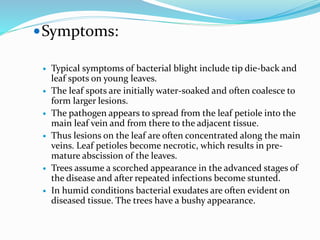 Symptoms:
 Typical symptoms of bacterial blight include tip die-back and
leaf spots on young leaves.
 The leaf spots are initially water-soaked and often coalesce to
form larger lesions.
 The pathogen appears to spread from the leaf petiole into the
main leaf vein and from there to the adjacent tissue.
 Thus lesions on the leaf are often concentrated along the main
veins. Leaf petioles become necrotic, which results in pre-
mature abscission of the leaves.
 Trees assume a scorched appearance in the advanced stages of
the disease and after repeated infections become stunted.
 In humid conditions bacterial exudates are often evident on
diseased tissue. The trees have a bushy appearance.
 