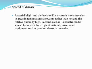  Spread of disease:
 Bacterial blight and die-back on Eucalyptus is more prevalent
in areas in temperatures are warm, rather than hot and the
relative humidity high. Bacteria such as P. ananatis can be
spread by water, infected plant material, insects and
equipment such as pruning shears in nurseries.
 