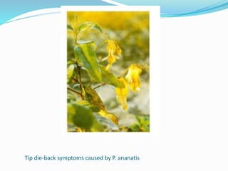 Tip die-back symptoms caused by P. ananatis
 