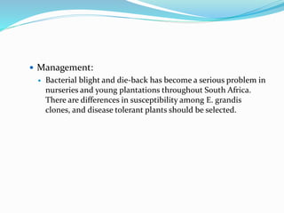  Management:
 Bacterial blight and die-back has become a serious problem in
nurseries and young plantations throughout South Africa.
There are differences in susceptibility among E. grandis
clones, and disease tolerant plants should be selected.
 