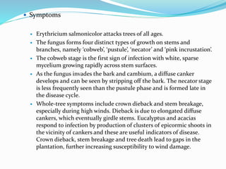  Symptoms
 Erythricium salmonicolor attacks trees of all ages.
 The fungus forms four distinct types of growth on stems and
branches, namely ‘cobweb’, ‘pustule’, ‘necator’ and ‘pink incrustation’.
 The cobweb stage is the first sign of infection with white, sparse
mycelium growing rapidly across stem surfaces.
 As the fungus invades the bark and cambium, a diffuse canker
develops and can be seen by stripping off the bark. The necator stage
is less frequently seen than the pustule phase and is formed late in
the disease cycle.
 Whole-tree symptoms include crown dieback and stem breakage,
especially during high winds. Dieback is due to elongated diffuse
cankers, which eventually girdle stems. Eucalyptus and acacias
respond to infection by production of clusters of epicormic shoots in
the vicinity of cankers and these are useful indicators of disease.
Crown dieback, stem breakage and tree death lead to gaps in the
plantation, further increasing susceptibility to wind damage.
 