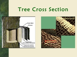 Tree Cross Section 