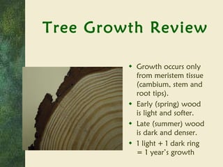 Tree Growth Review Growth occurs only from meristem tissue (cambium, stem and root tips). Early (spring) wood is light and softer. Late (summer) wood is dark and denser. 1 light + 1 dark ring = 1 year’s growth 