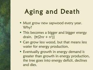 Aging and Death Must grow new sapwood every year.  Why? This becomes a bigger and bigger energy drain.  [ π (2nr + n 2 )] Can grow less wood, but that means less water for energy production. Eventually growth in energy demand is greater than growth in energy production, the tree goes into energy deficit, declines and dies. 