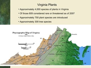 Virginia Plants Approximately 4,000 species of plants in Virginia Of those 609 considered rare or threatened as of 2007 Approximately 750 plant species are introduced Approximately 300 tree species 