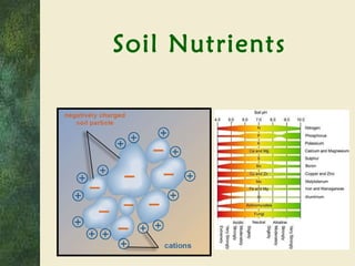 Soil Nutrients 