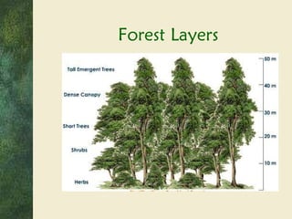 Forest Layers 
