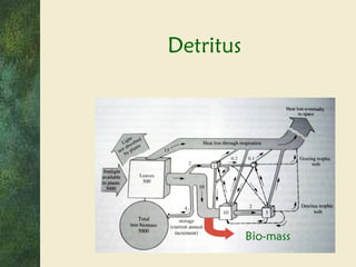 Detritus Bio-mass 