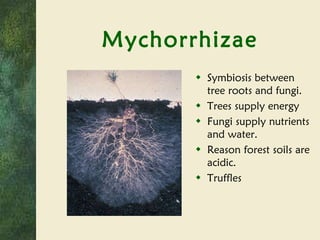 Mychorrhizae Symbiosis between tree roots and fungi. Trees supply energy Fungi supply nutrients and water. Reason forest soils are acidic. Truffles 