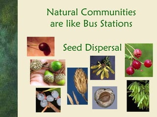 Natural Communities are like Bus Stations Seed Dispersal 