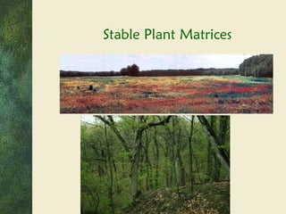 Stable Plant Matrices 