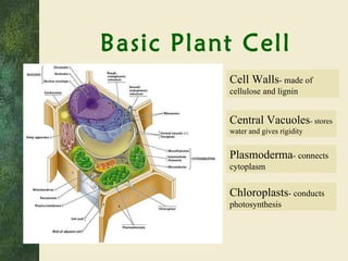 Basic Plant Cell Cell Walls - made of cellulose and lignin Central Vacuoles - stores water and gives rigidity Plasmoderma - connects cytoplasm Chloroplasts - conducts photosynthesis 