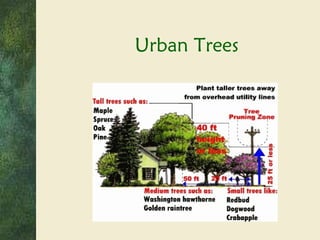 Urban Trees 