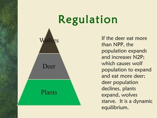 Regulation If the deer eat more than NPP, the population expands and increases N2P; which causes wolf population to expand and eat more deer; deer population declines, plants expand, wolves starve.  It is a dynamic equilibrium. 
