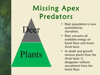 Missing Apex Predators Deer population is now controlled by starvation. Deer consume all available energy on forest floor and lower shrub layer. As death and growth remove plants from the shrub layer, it disappears without recruitment from the forest floor 