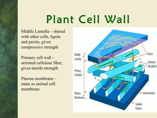 Plant Cell Wall Middle Lamella – shared with other cells, lignin and pectin, gives compressive strength Primary cell wall – oriented cellulose fiber, gives tensile strength Plasma membrane – same as animal cell membrane 