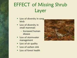 EFFECT   of Missing Shrub Layer Loss of diversity in song birds Loss of diversity in small mammals Increased human disease Loss of stormwater management Loss of air quality Loss of carbon sink Loss of forest health 
