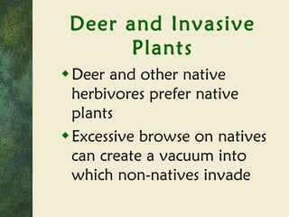 Deer and Invasive Plants Deer and other native herbivores prefer native plants Excessive browse on natives can create a vacuum into which non-natives invade 