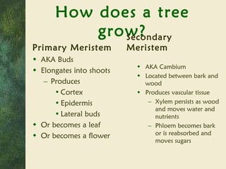 How does a tree grow? Primary Meristem AKA Buds Elongates into shoots Produces Cortex Epidermis Lateral buds Or becomes a leaf Or becomes a flower Secondary Meristem AKA Cambium Located between bark and wood Produces vascular tissue Xylem persists as wood and moves water and nutrients Phloem becomes bark or is reabsorbed and moves sugars 