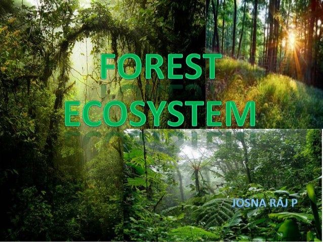 Forest Ecosystem Types