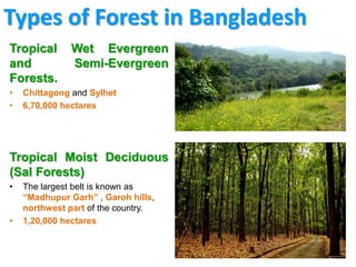 Forest Ecosystem Diversity of Bangladesh | PPT