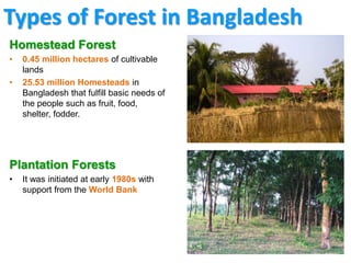 Forest Ecosystem Diversity of Bangladesh