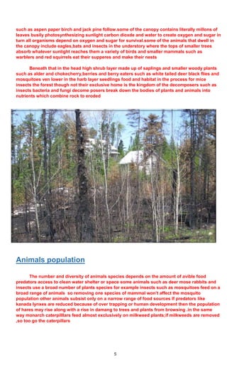 5
such as aspen paper birch and jack pine follow.some of the canopy contains literally millons of
leaves busily photosynthesizing sunlight carbon dioxde and water to create oxygen and sugar in
turn all organisms depend on oxygen and sugar for survival.some of the animals that dwell in
the canopy include eagles,bats and insects in the understory where the tops of smaller trees
absorb whatever sunlight reaches them a variety of birds and smaller mammals such as
warblers and red squirrels eat their supperes and make their nests
Beneath that in the head high shrub layer made up of saplings and smaller woody plants
such as alder and chokecherry,berries and berry eaters such as white tailed deer black flies and
mosquitoes ven lower in the harb layer seedlings food and habitat in the process for mice
insects the forest though not their exclusive home is the kingdom of the decomposers such as
insects bacteria and fungi decome posers break down the bodies of plants and animals into
nutrients which combine rock to eroded
Animals population
The number and diversity of animals species depends on the amount of avible food
predators access to clean water shelter or space some animals such as deer mose rabbits and
insects use a broad number of plants species for example insects such as mosquitoes feed on a
broad range of animals so removing one species of mammal won’t affect the mosquito
population other animals subsist only on a narrow range of food sources If predators like
kanada lynxes are reduced because of over trapping or human development then the population
of hares may rise along with a rise in damang to trees and plants from browsing .in the same
way monarch caterpilllars feed almost exclusively on milkweed plants;if milkweeds are removed
,so too go the caterpillars
 